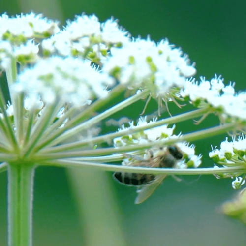 assets/images/1/natur-4e21db0a.png