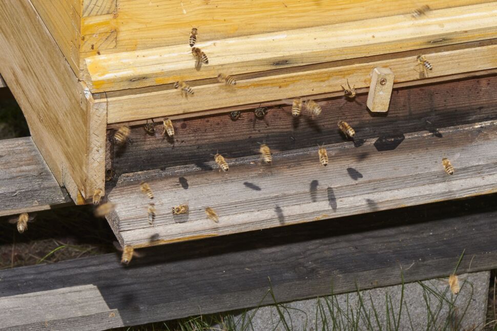 assets/images/7/bienen-d8806fda.jpg